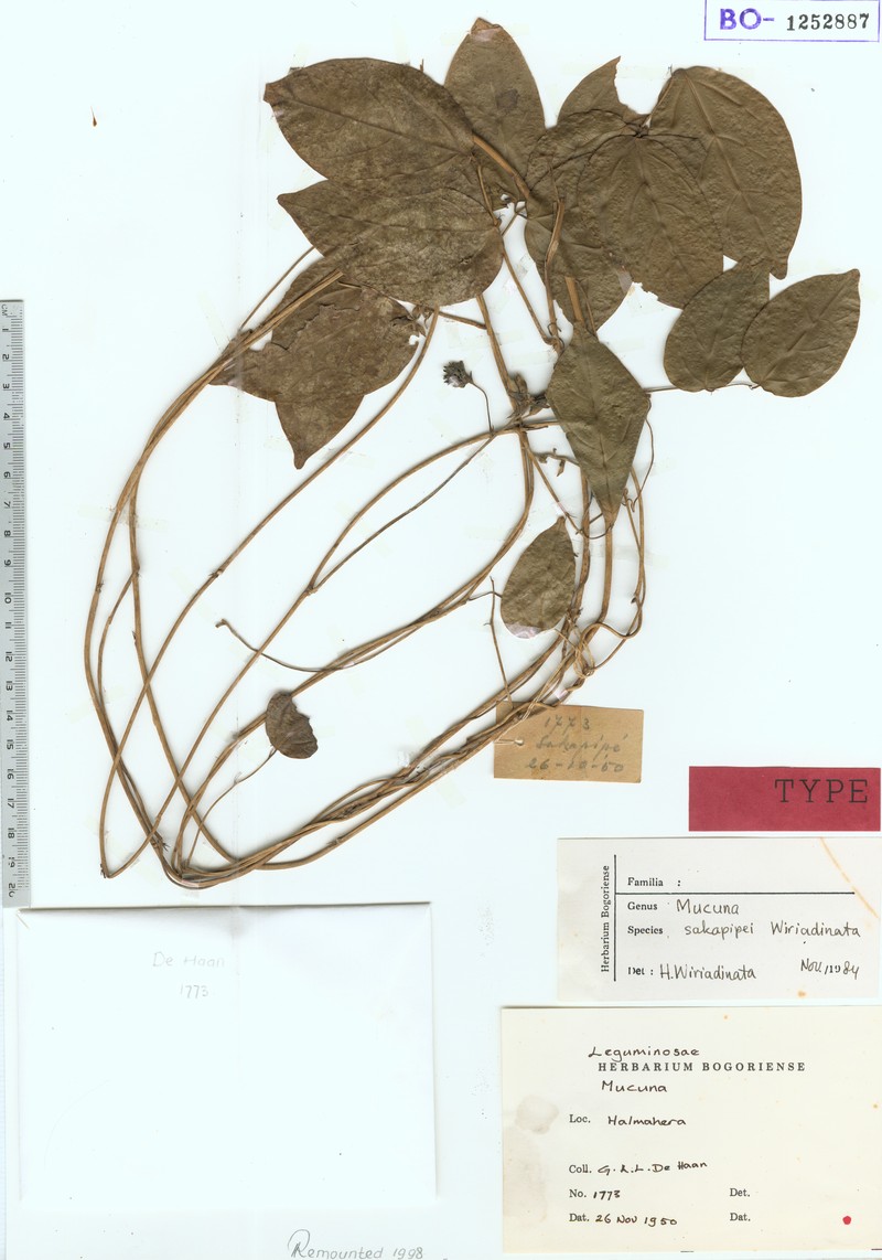 Mucuna sakapipei photo 3