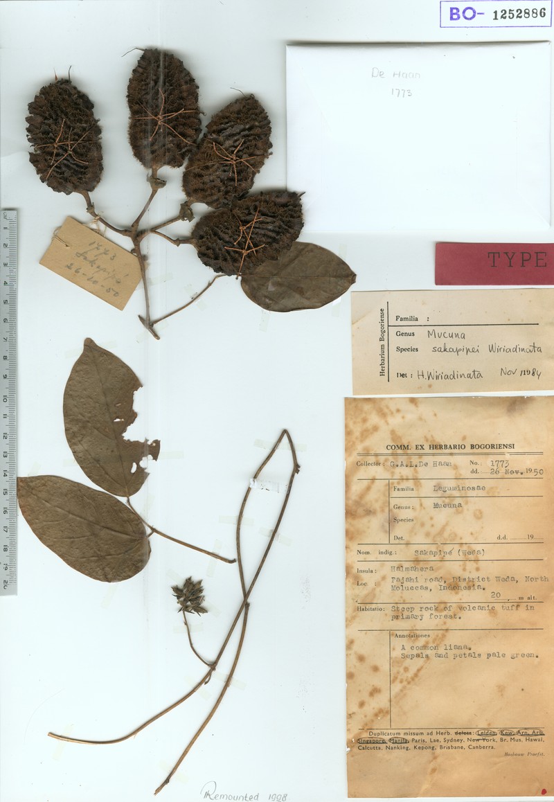 Mucuna sakapipei photo 4