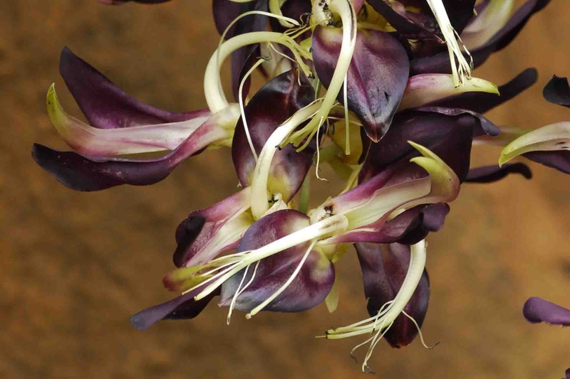 Mucuna sanjappae