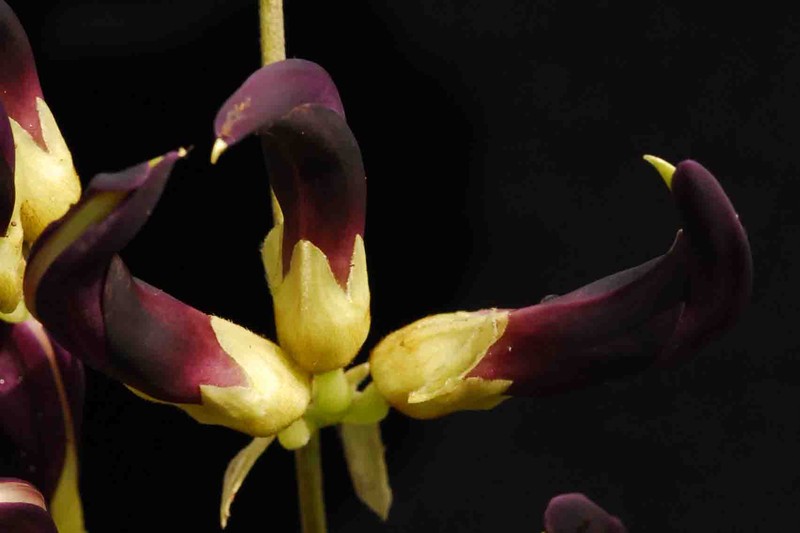 Mucuna sanjappae photo 2