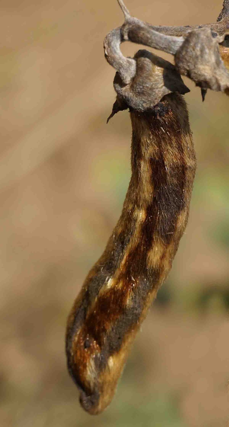 Mucuna sanjappae photo 3