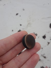 Horseeye Bean