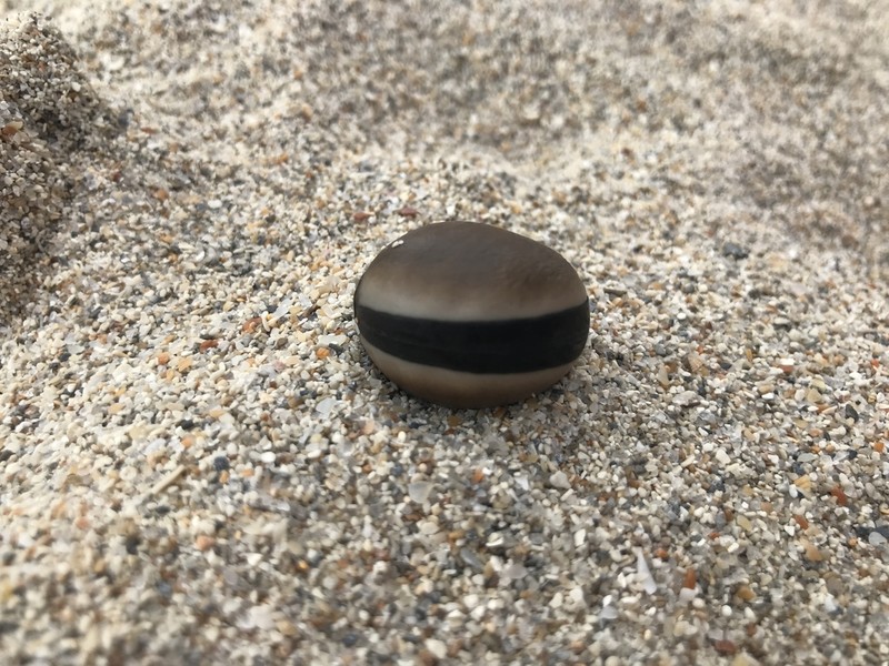 Horseeye Bean photo 2