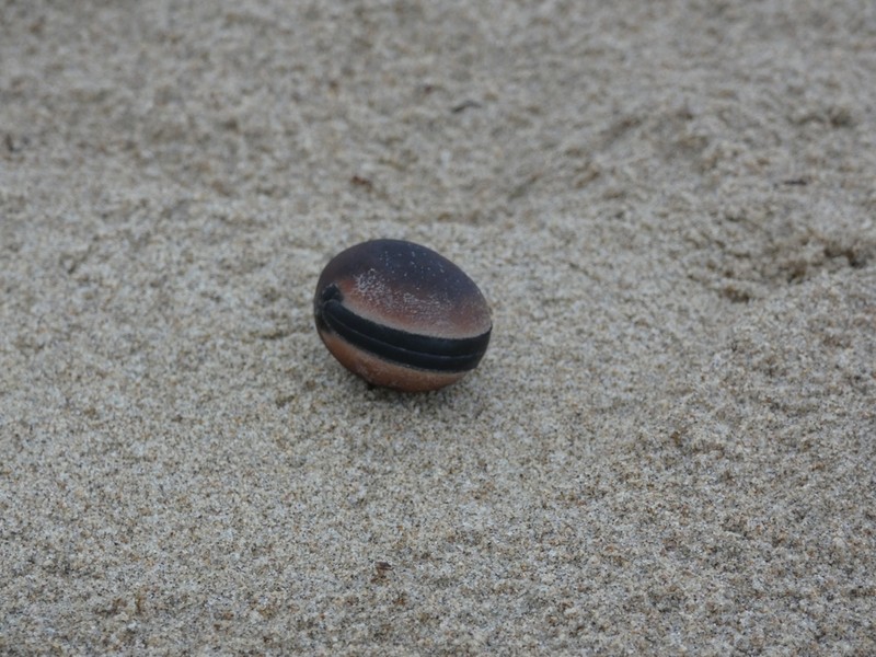 Horseeye Bean photo 4