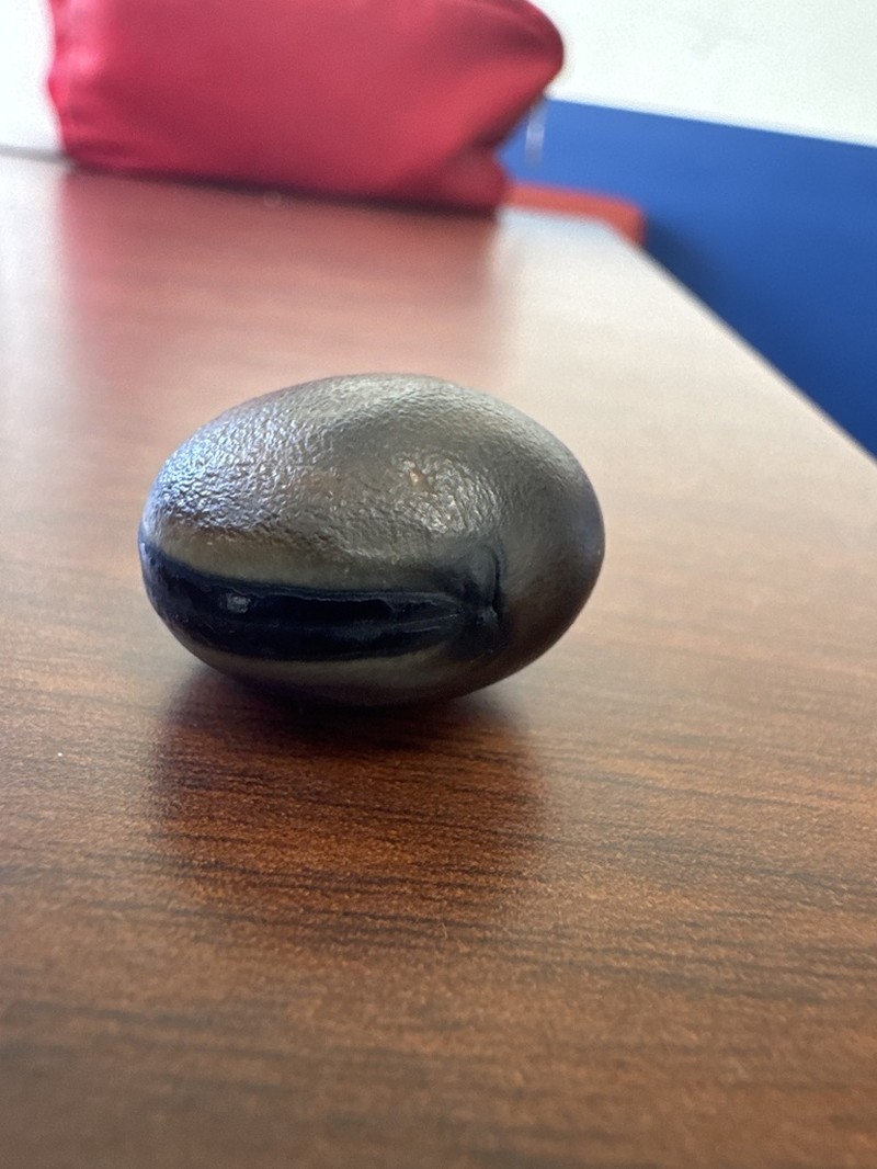 Horseeye Bean photo 6