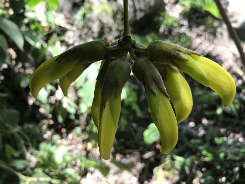 Horseeye Bean photo 7