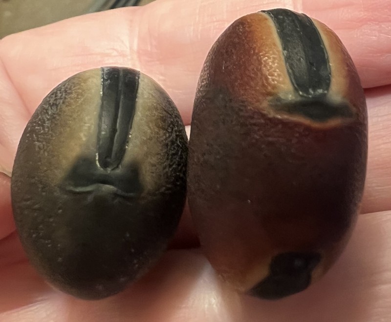 Horseeye Bean photo 8