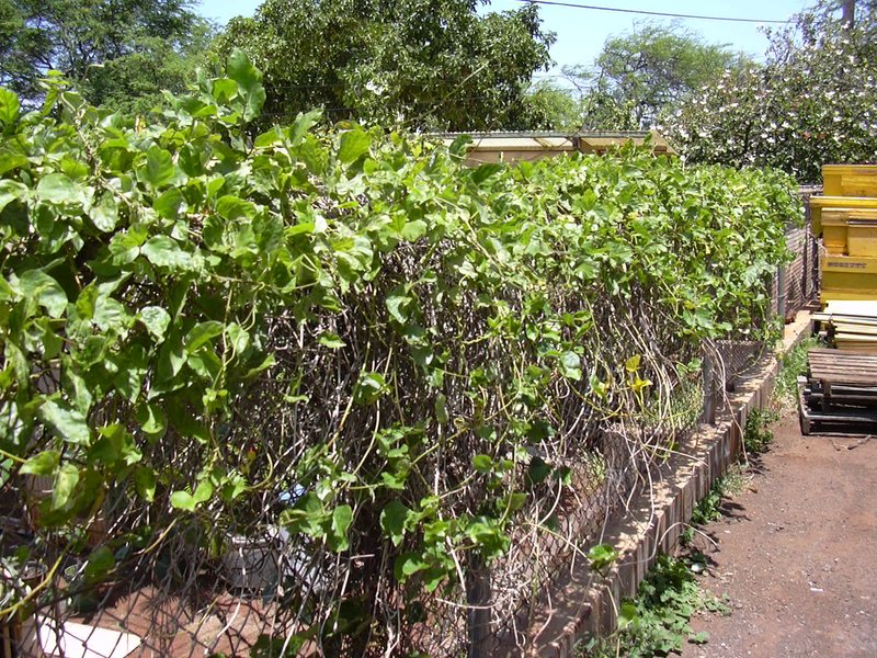 Oxeye Bean photo 8