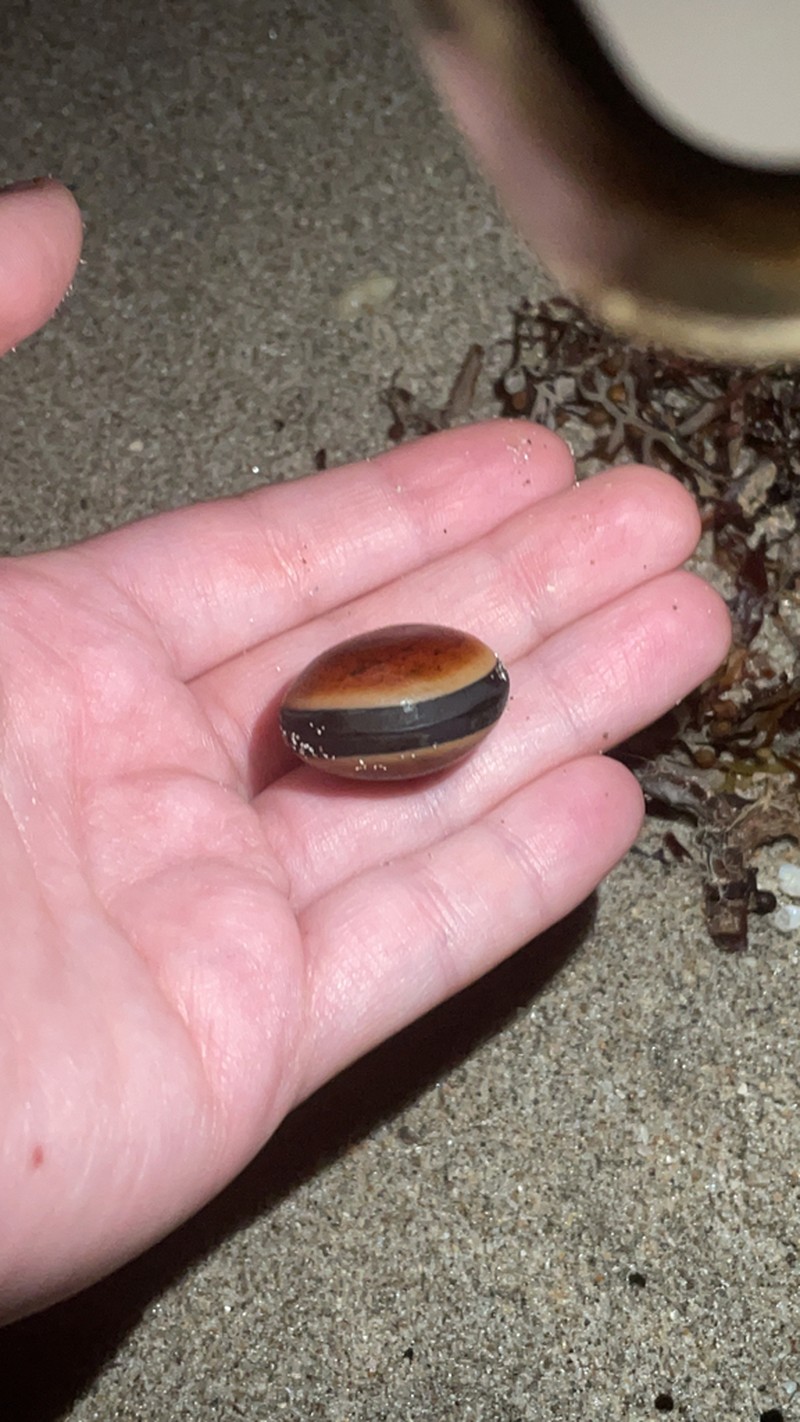 Oxeye Bean photo 6