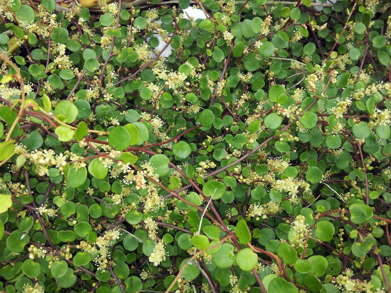 Maidenhair Vine photo 3