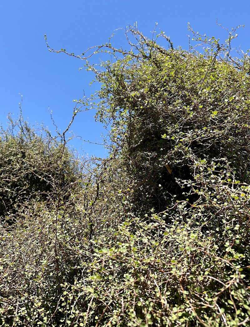 Maidenhair Vine photo 5