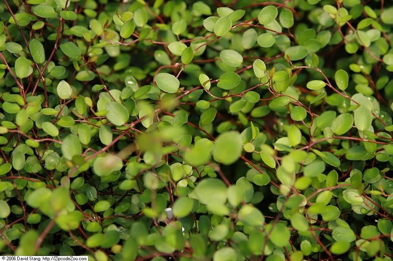 Maidenhair Vine photo 6