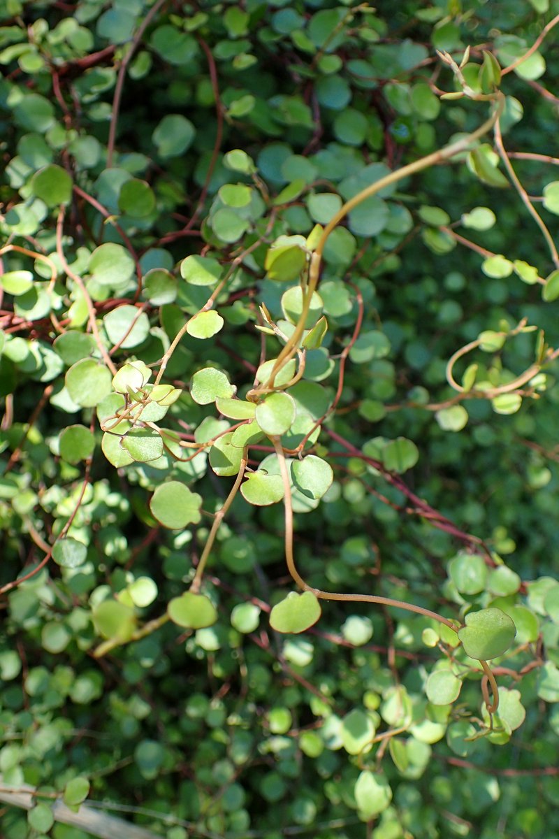Maidenhair Vine photo 7