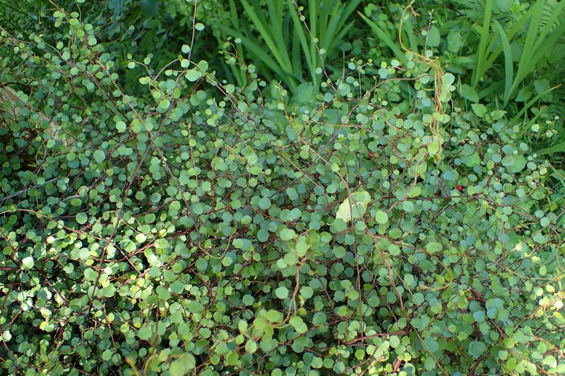 Maidenhair Vine photo 8