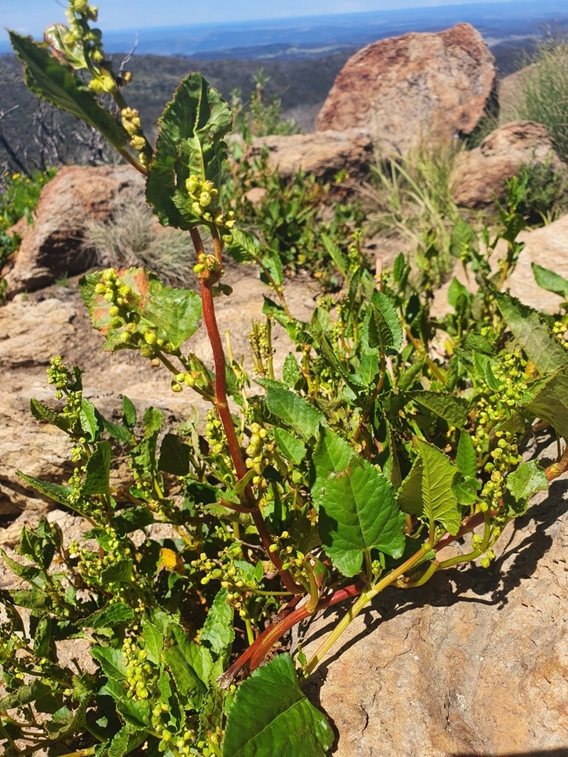 Muehlenbeckia costata