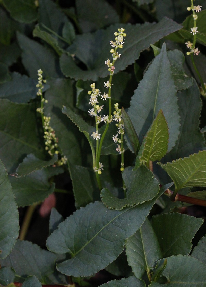 Muehlenbeckia costata photo 2