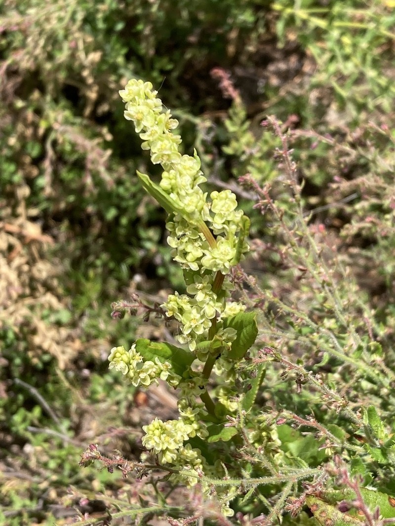Muehlenbeckia costata photo 3