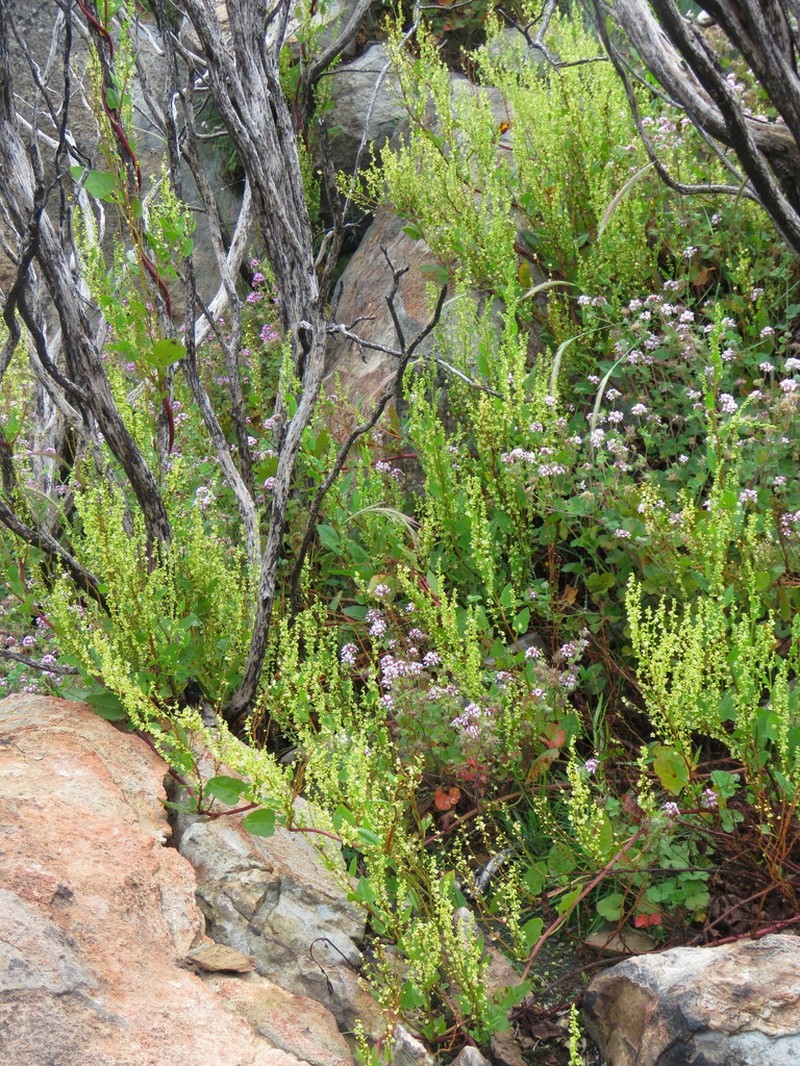 Muehlenbeckia costata photo 4