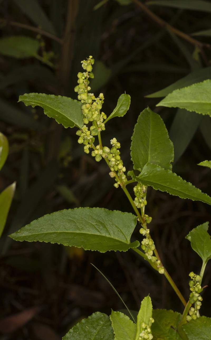 Muehlenbeckia costata photo 6