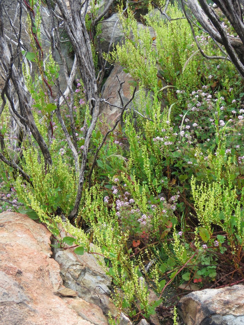 Muehlenbeckia costata photo 8