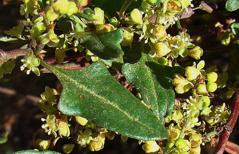 Muehlenbeckia hastulata
