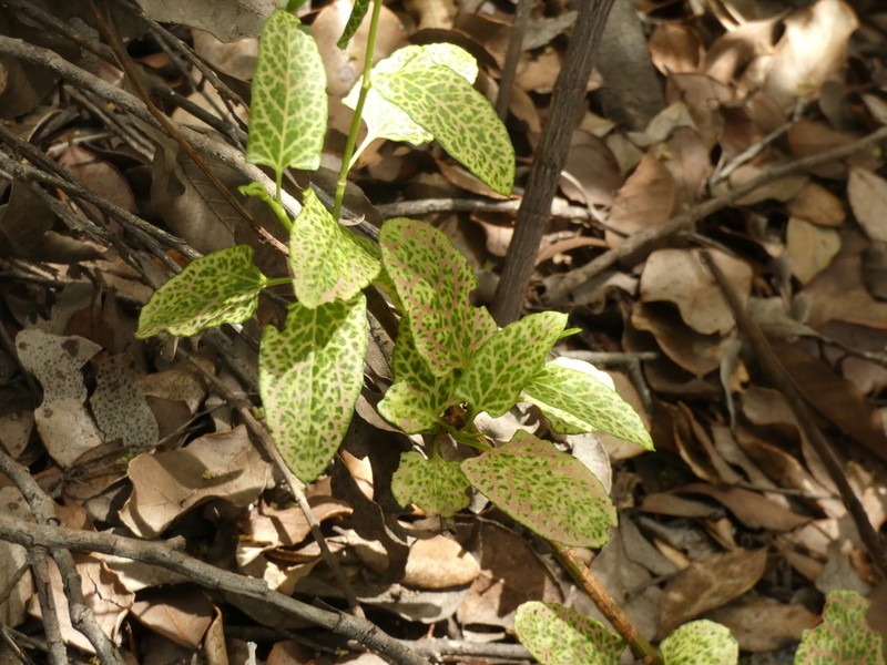 Muehlenbeckia hastulata photo 2