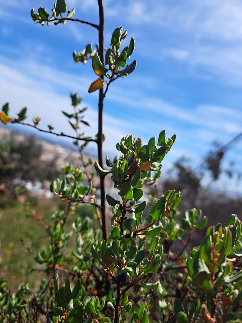 Muehlenbeckia hastulata photo 3