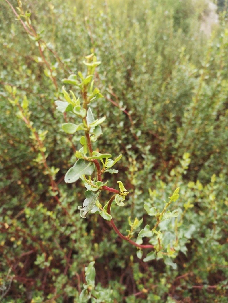 Muehlenbeckia hastulata photo 4