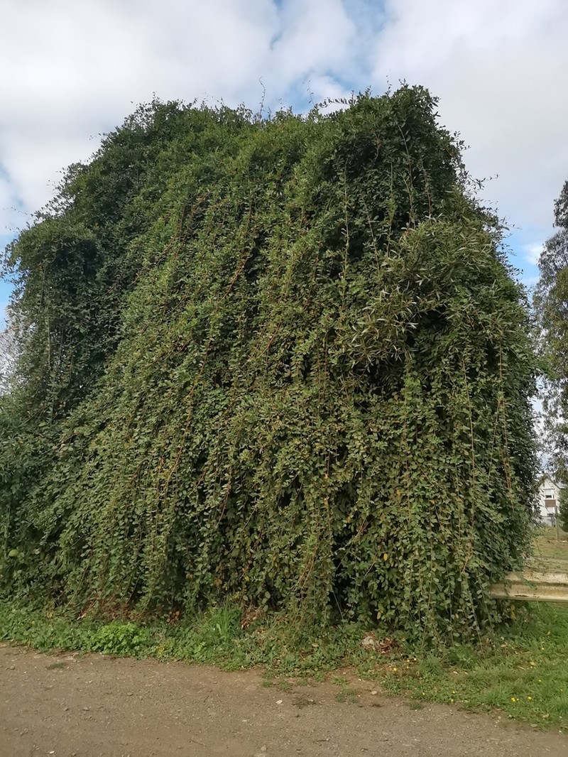 Muehlenbeckia hastulata photo 6