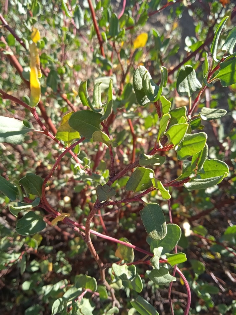 Muehlenbeckia hastulata photo 7