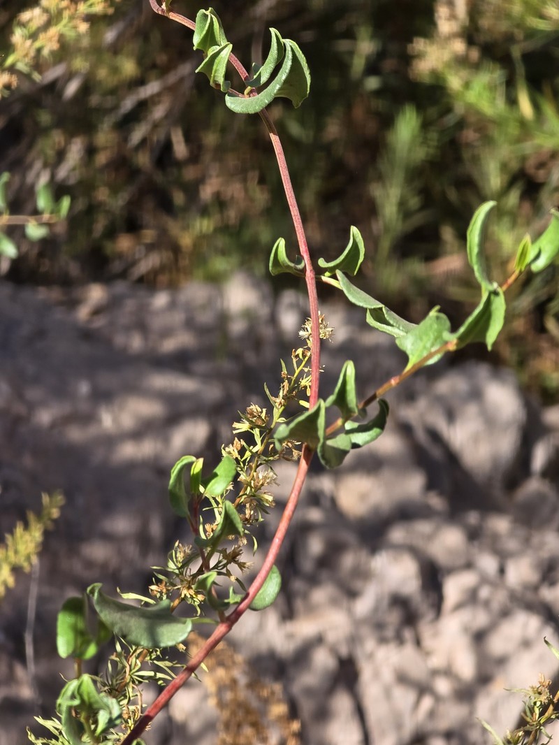 Muehlenbeckia hastulata var. hastulata
