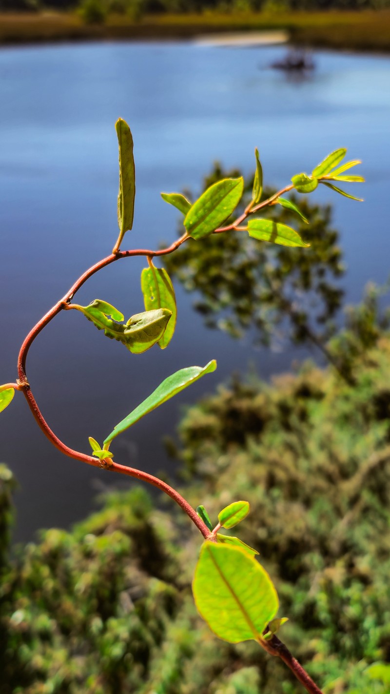 Muehlenbeckia hastulata var. hastulata photo 2