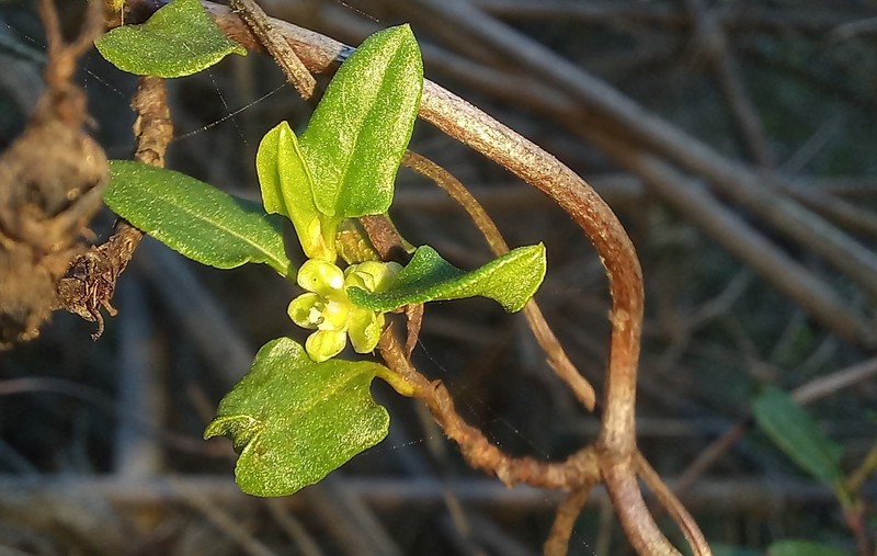 Muehlenbeckia hastulata var. hastulata photo 3