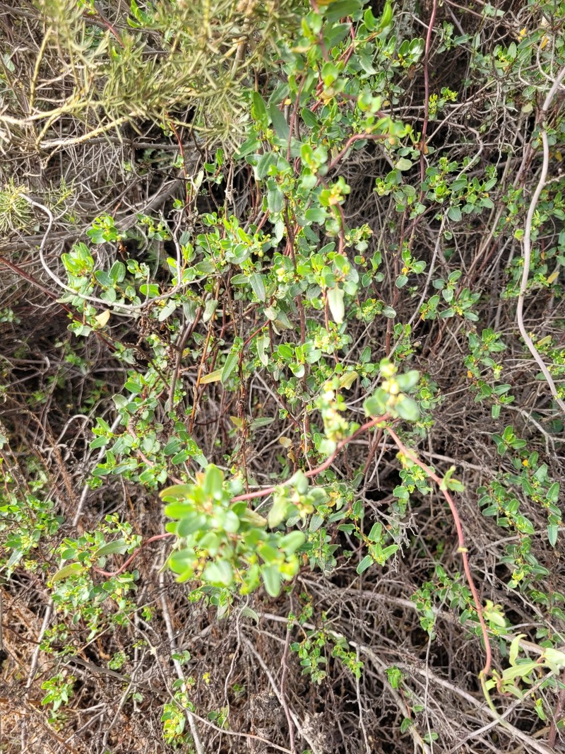 Muehlenbeckia hastulata var. hastulata photo 4