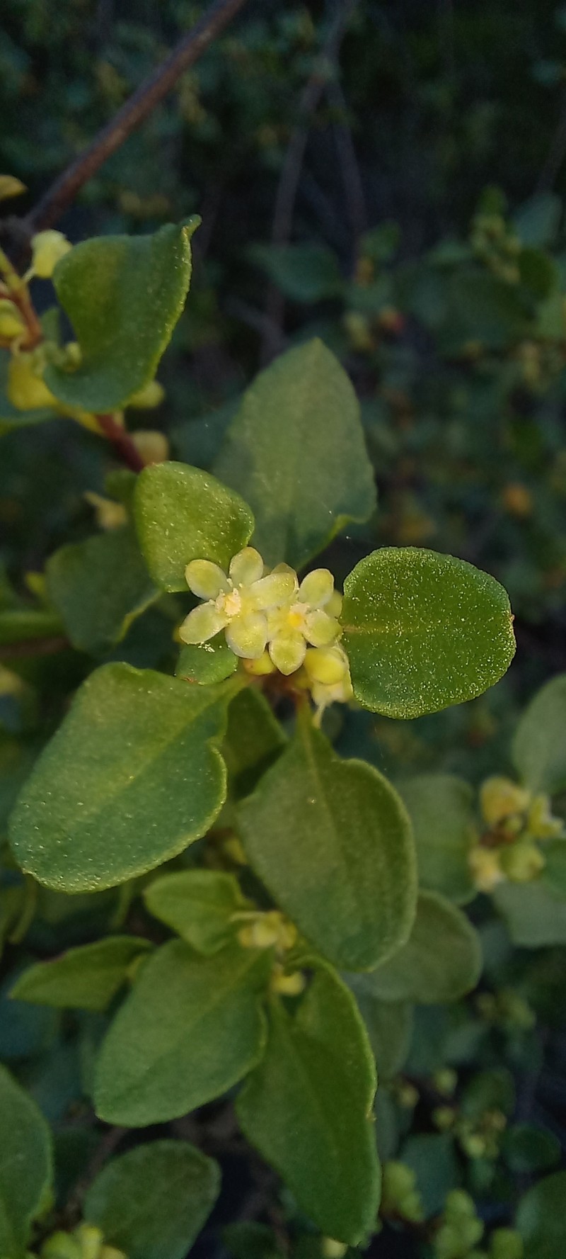 Muehlenbeckia hastulata var. hastulata photo 5