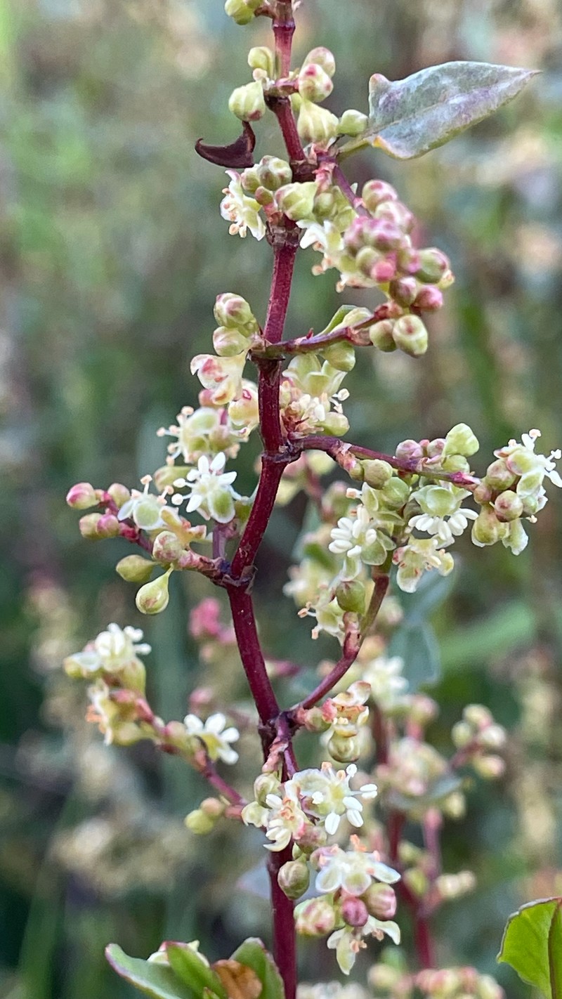Muehlenbeckia hastulata var. hastulata photo 6