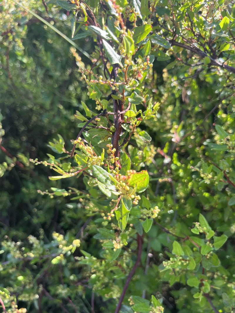 Muehlenbeckia hastulata var. hastulata photo 7
