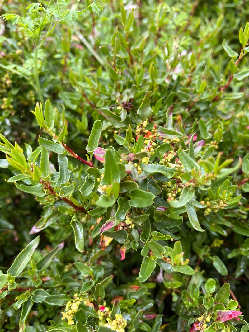 Muehlenbeckia hastulata var. hastulata photo 8