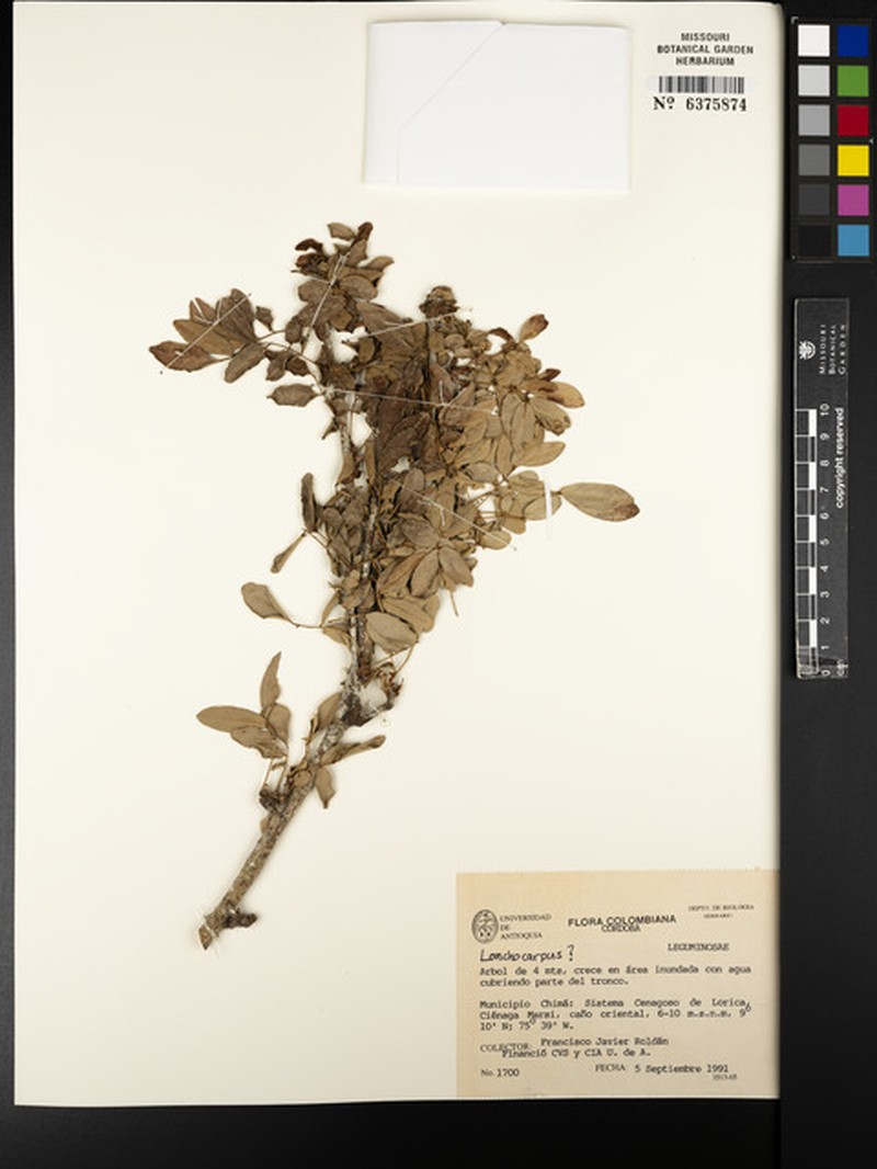 Muellera burkartii
