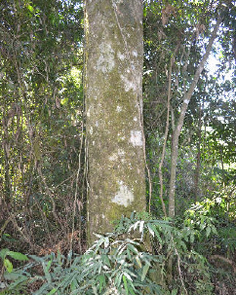 Muellera campestris photo 3