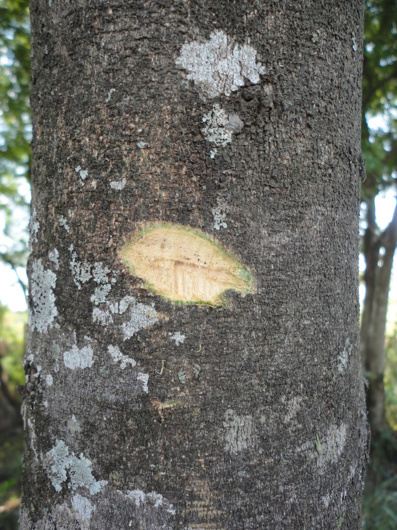 Muellera campestris photo 4