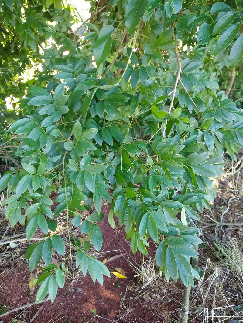 Muellera campestris photo 5