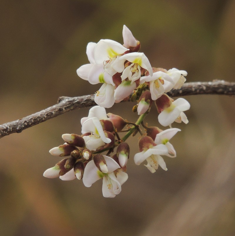 Muellera campestris photo 7