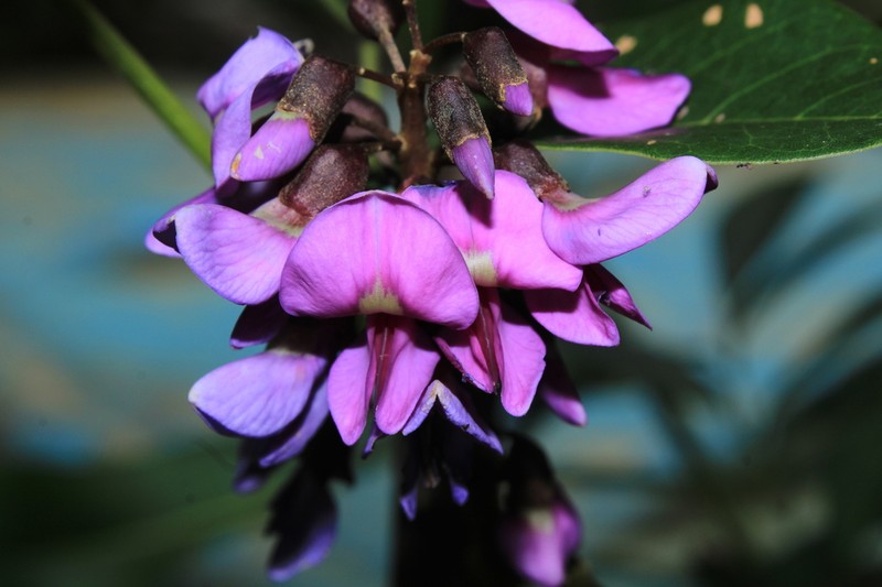 Muellera chocoensis
