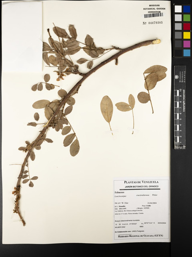 Muellera crucisrubierae