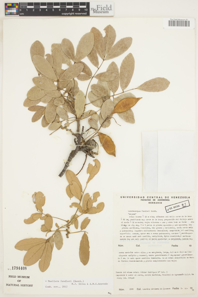 Muellera fendleri photo 2