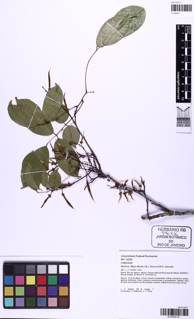 Muellera filipes