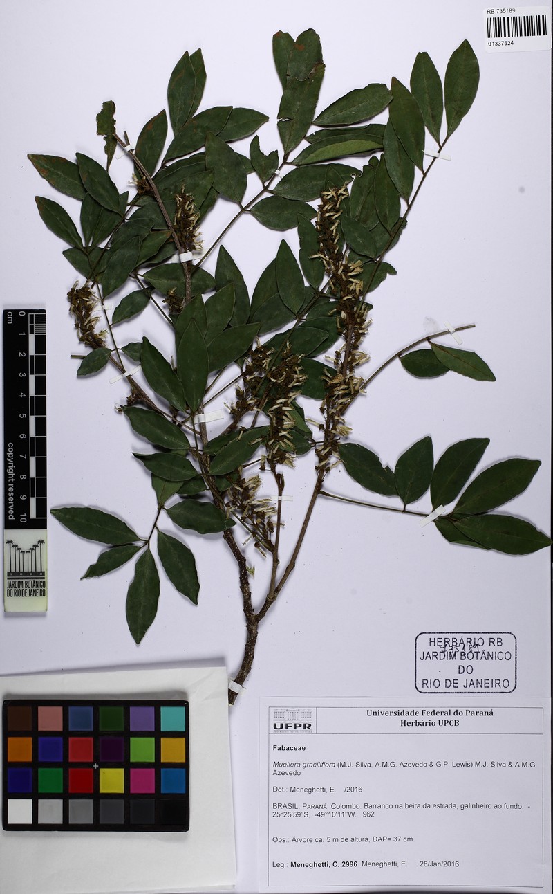 Muellera graciliflora
