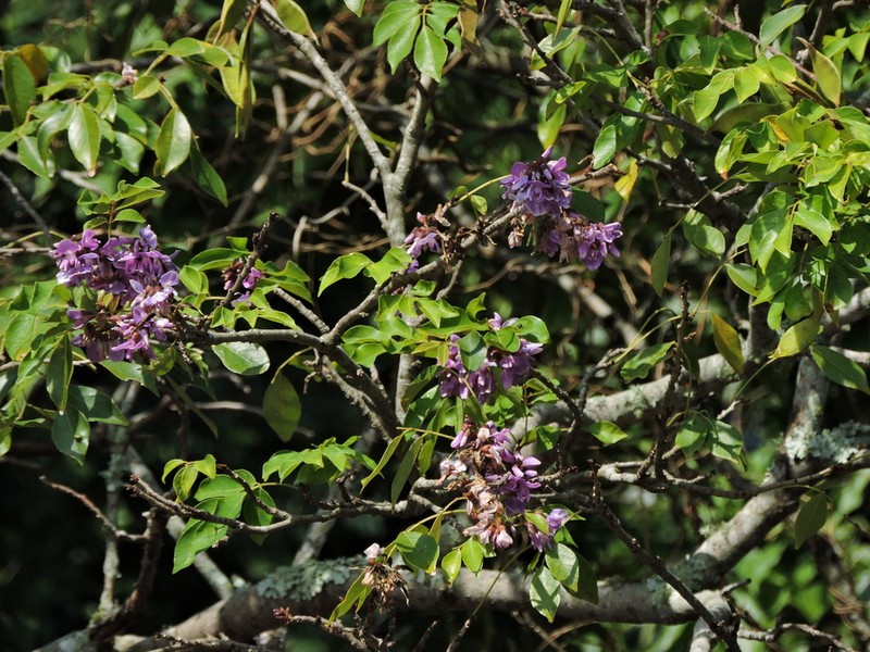 Muellera grazielae