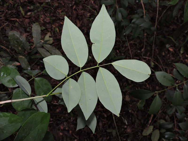 Muellera grazielae photo 2